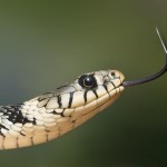 Technology Snake